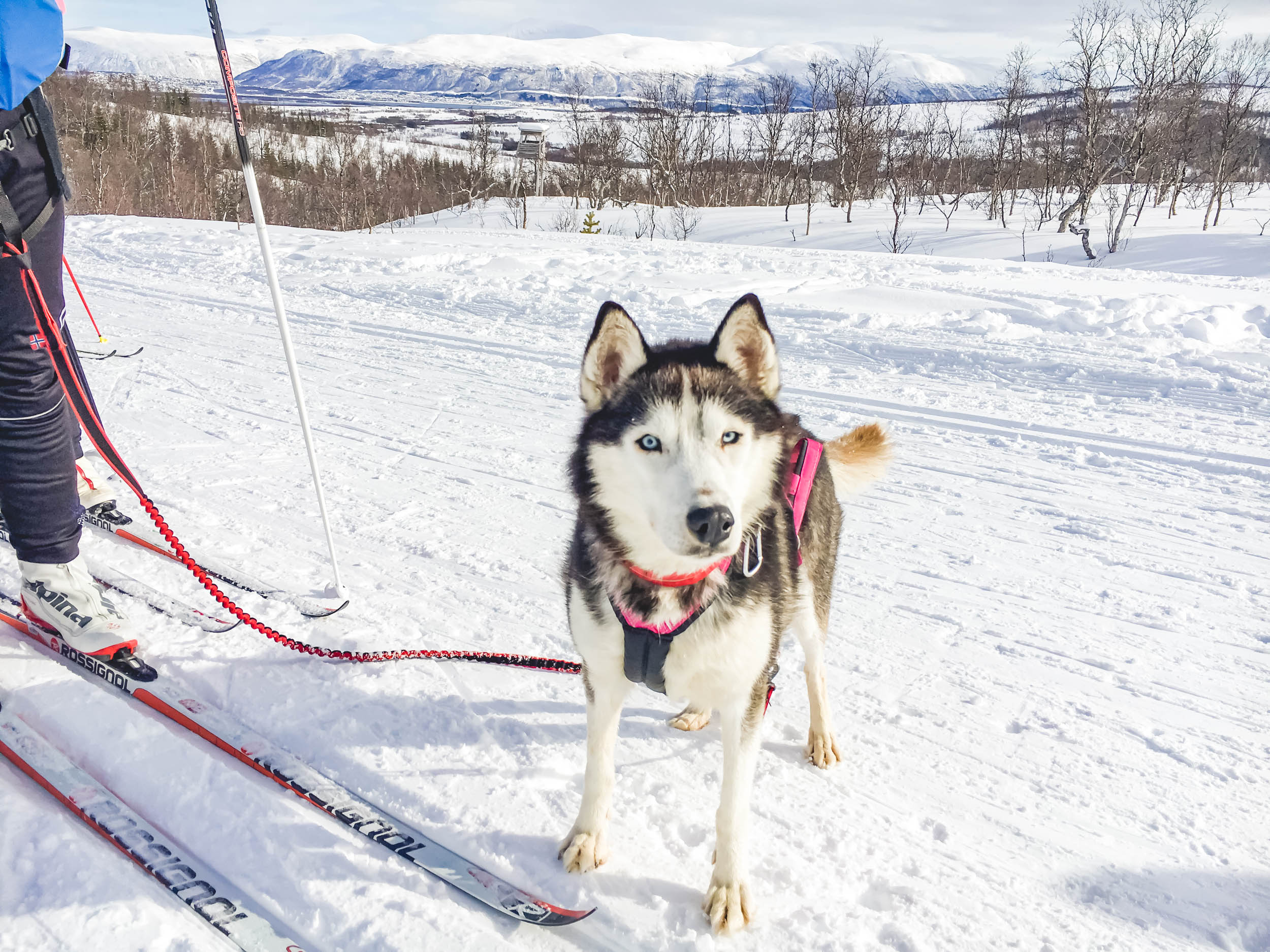 Mountain Network - toerskiën Lyngen Alpen Noorwegen_4