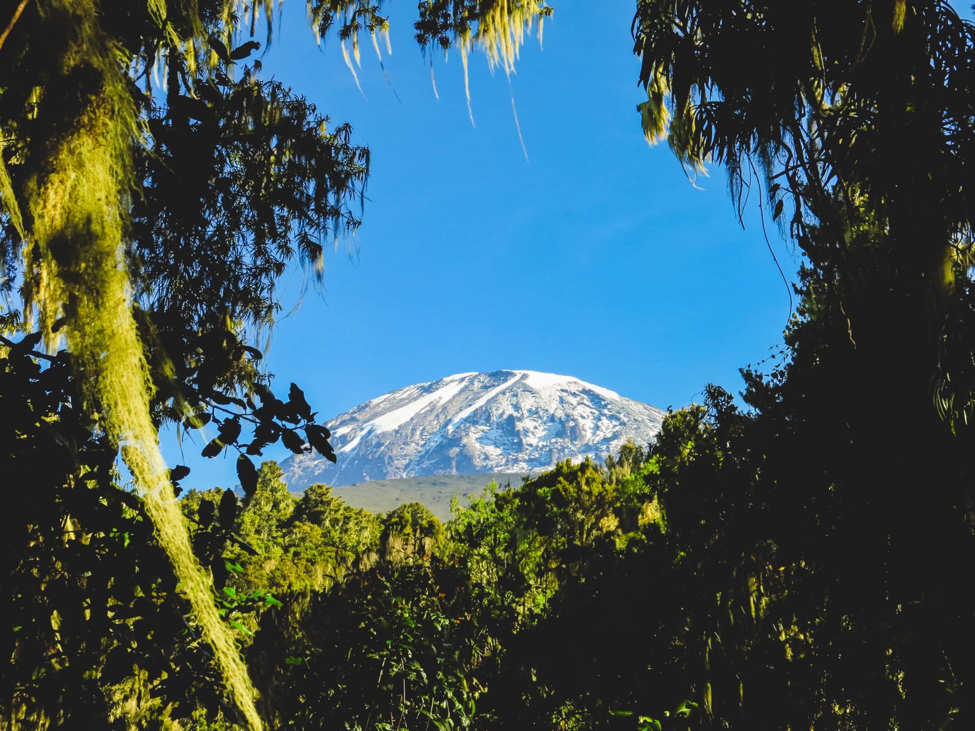 Mountain Network - Kilimanjaro-11