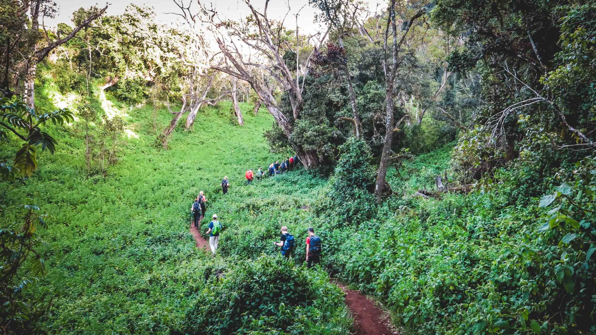 Mountain Network - Kilimanjaro-45