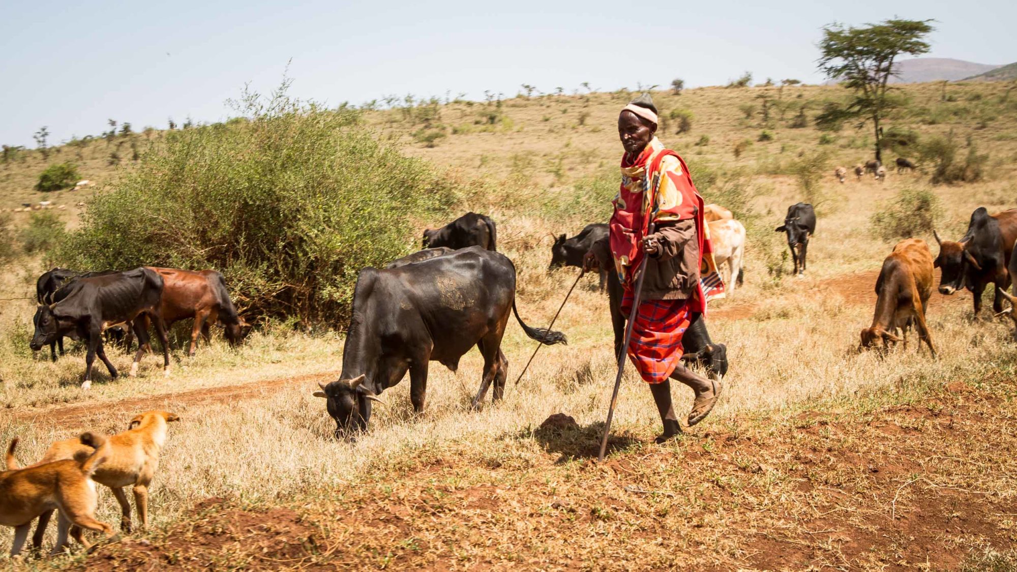 Mountain Network - Kilimanjaro-49