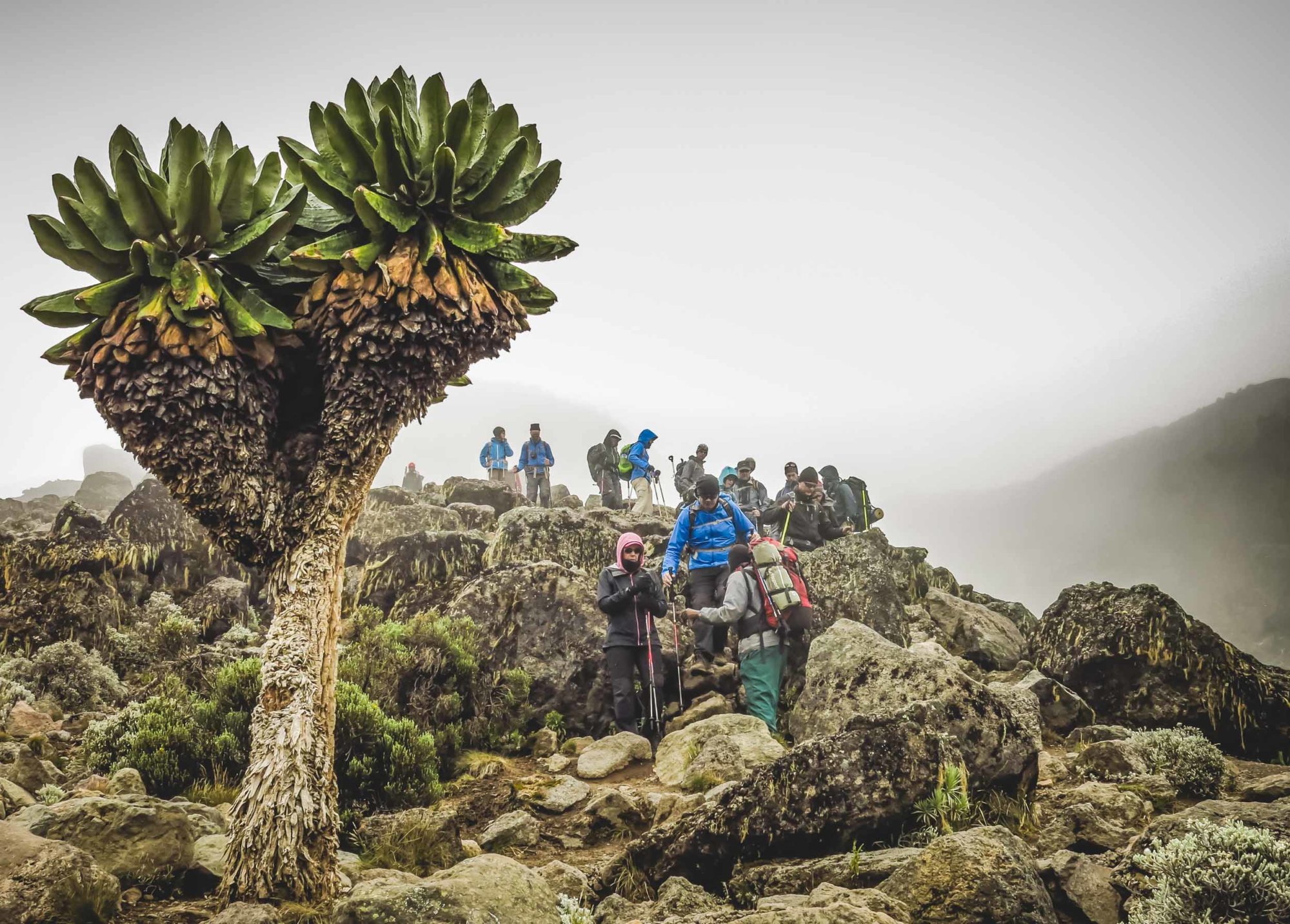 Mountain Network - Kilimanjaro-51