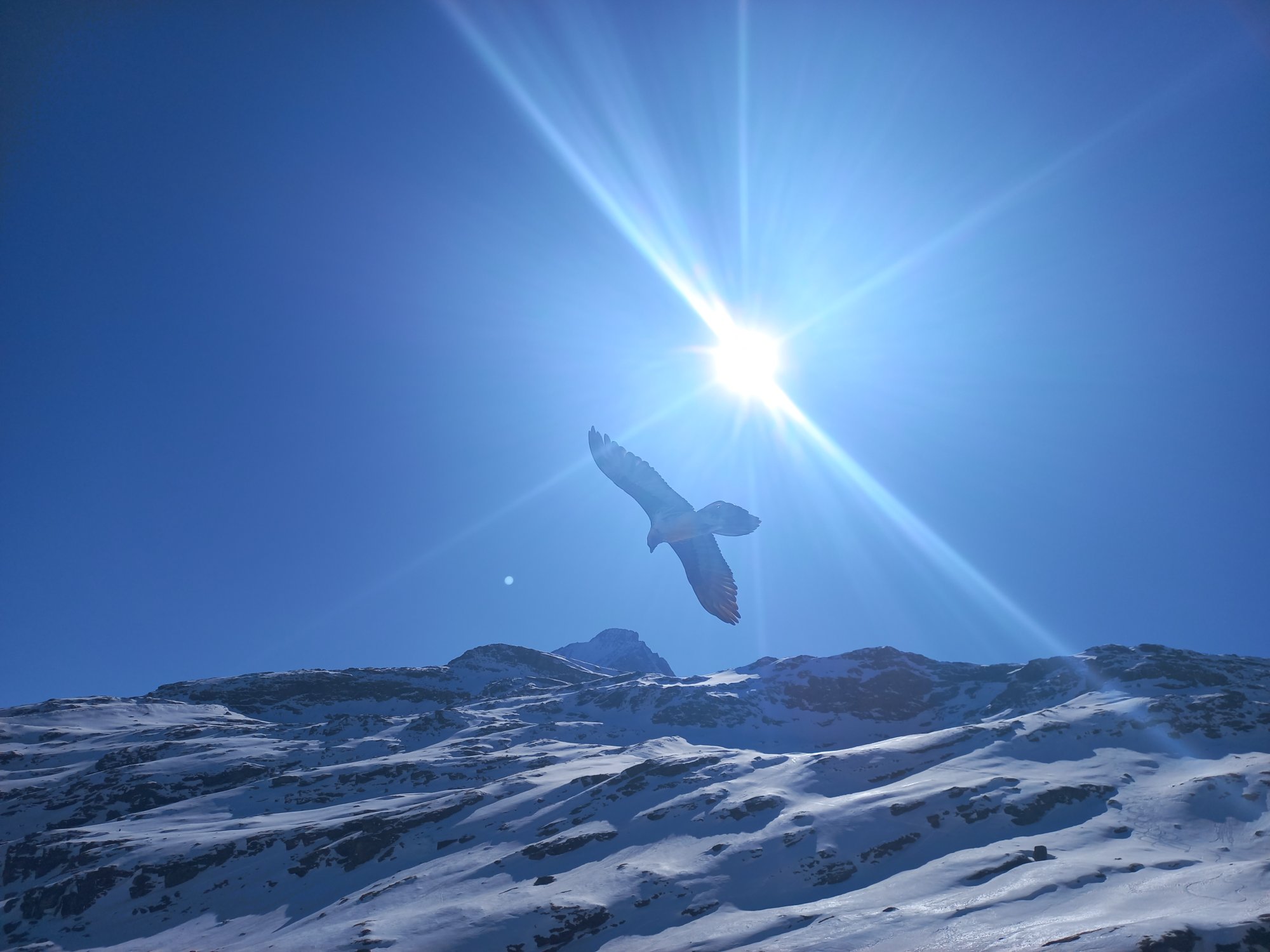 Tijdens het toerskien werden we verrast door een gier met ca. 3 meter spanweidte!